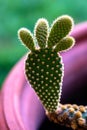 Potted small house plants, home interior.Ã¢â¬â¹The strange shape of the cactus lookÃ¢â¬â¹ like a foot. Cactus plant with the shape of
